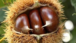 El castaño - Castanea sativa