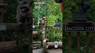 A Cute Little Shy Raccoon, Peanut Butter Club , By R Conyard