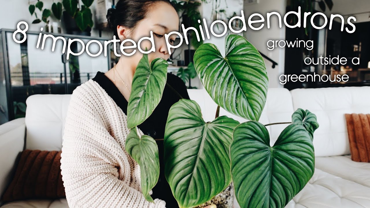 global pothos Pothos 'Global Green' – Eden main image 0