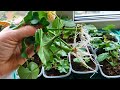 Какие корни! Результат черенкования Пеларгоний через 2 недели🌱