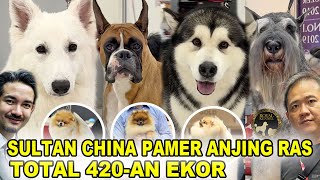 Gaya Sultan China Pamer Anjing Ras Harga Selangit