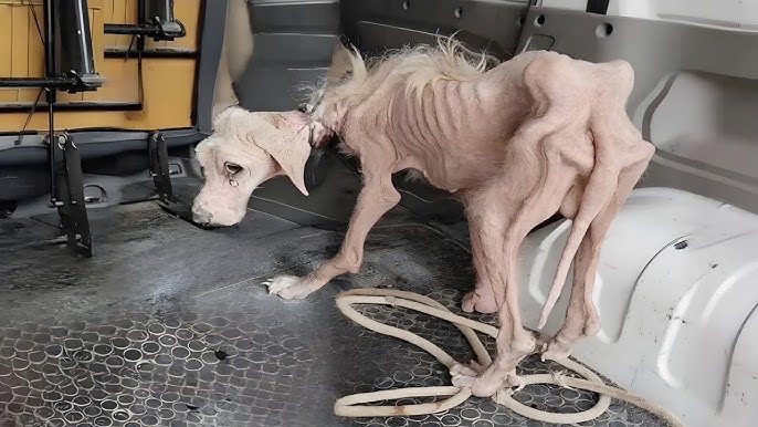 They Abandoned Him in the Yard, Tied Without Food or Water for Weeks -  YouTube