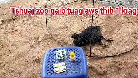 qhuaj zoo qaib tuag aws thib 1 kiag