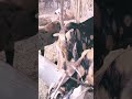 Only on suhan4u vlogs #bakra_mandi_2025