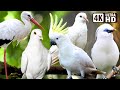 BEAUTIFUL WHITE BIRDS AMAZING BIRD SONGS RELAXING BIRD SOUNDS STUNNING NATURE STRESS RELIEF BEAUTIFUL WHITE BIRDS AMAZING BIRD SONGS RELAXING BIRD SOUNDS STUNNING NATURE STRESS RELIEF