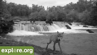 Brown Bears \& Wolves hunt Salmon at NIGHT at Brooks Falls!  Watch on infrared cam.  Katmai, Alaska!