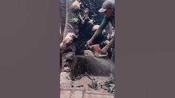 Giant tree feeling skills #shortvideo #treecutting #chainsaw