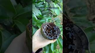 Learn about Black Sapote screenshot 2