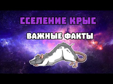 ПОДСЕЛЕНИЕ КРЫС: ОСНОВНЫЕ ВАЖНЫЕ МОМЕНТЫ