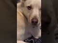 This is my doggy dude