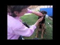 Teeth brushing teaching a dog to be comfortable  calm