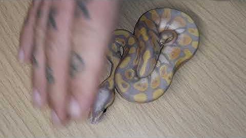 Ball Python Clutch #19 UPDATE: Banana Cinnamon to a Black Pastel Pied 👀😍