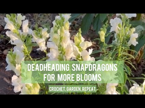 Deadheading Snapdragons For More Blooms Crochet, Garden, Repeat