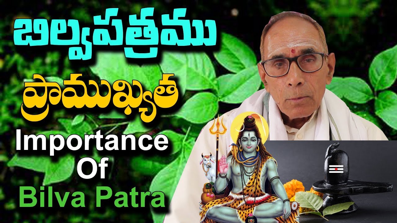 మారేడు మొక్క మీ ఇంట్లో ఉందా? బిల్వపత్రము ప్రాముఖ్యత || Bael tree || Maredu chettu || బిల్వ  వృక్షము
