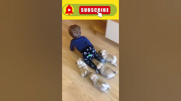 Only Pug can make us HAPPY and LAUGH- Funny and Cute Pug Puppy Videos Compilation