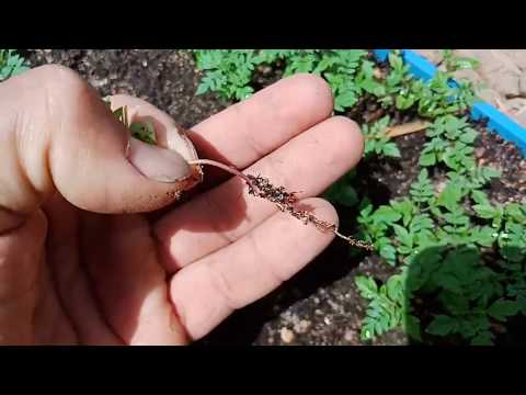 فيديو: إنبات بذور Lovage: متى تزرع بذور عشب Lovage