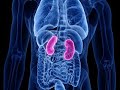 Nephrotic syndrome 101  signs symptoms pathophysiology  national kidney foundation