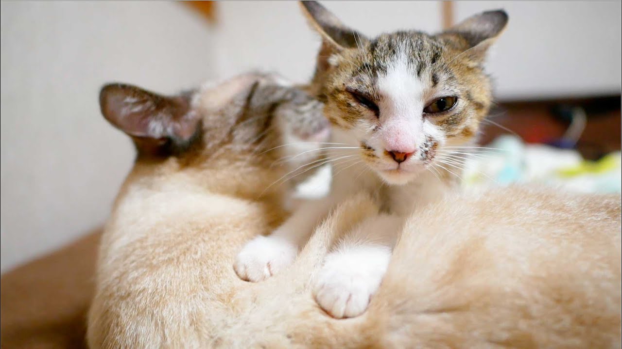 【感動】子猫とデュフィの兄弟愛がより強くなりました
