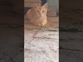 Desi cute and healthy cat very beautiful #cat #youtubeshorts #animals #viralvideo