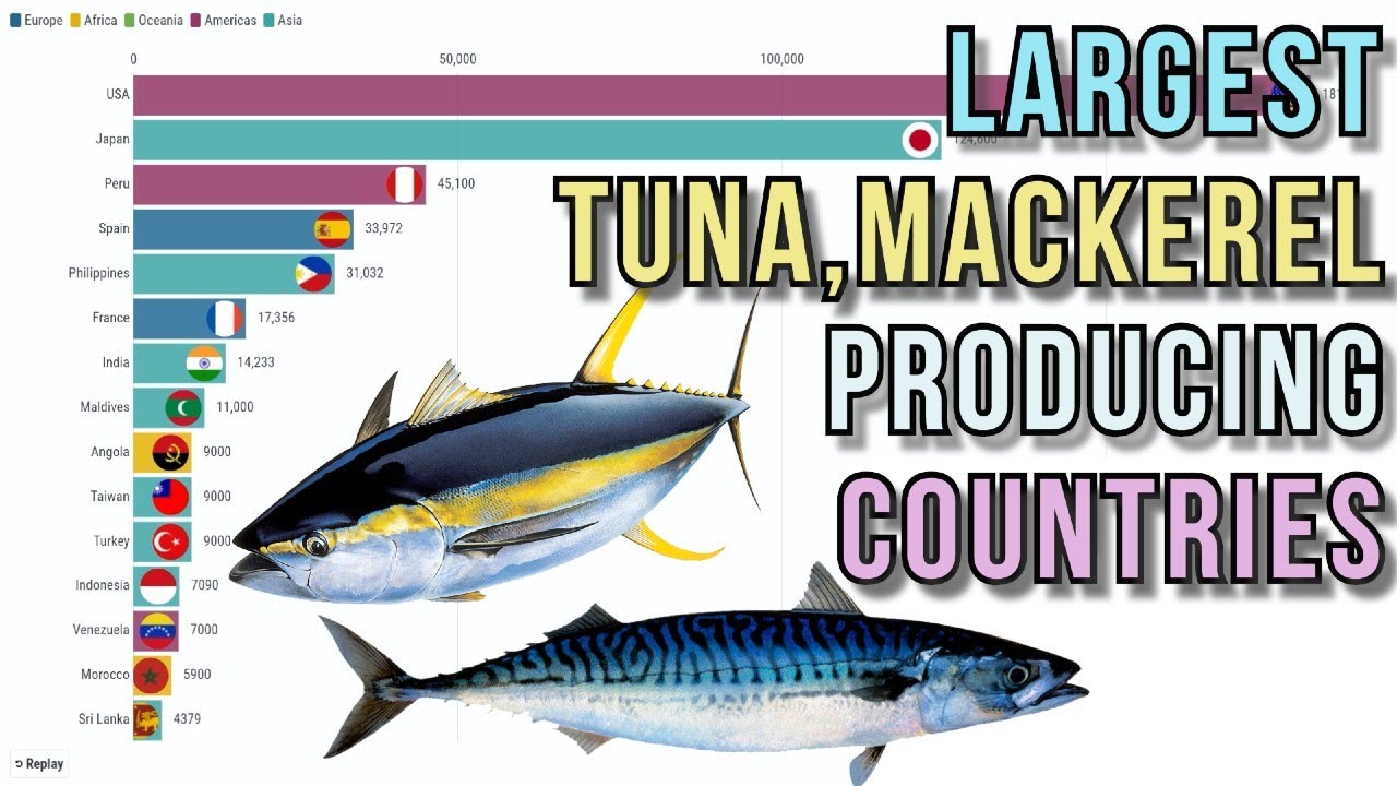 Largest tuna, mackerel producing countries YouTube