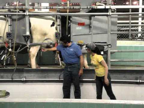 Tasha milks a cow