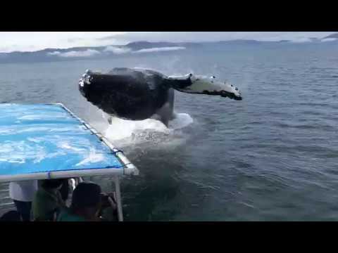 Humpback Soaks Alaska Whale Watchers During Close Encounter
