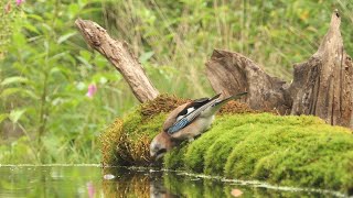 Birdhide Eurasian Jay in Thunderstorm
