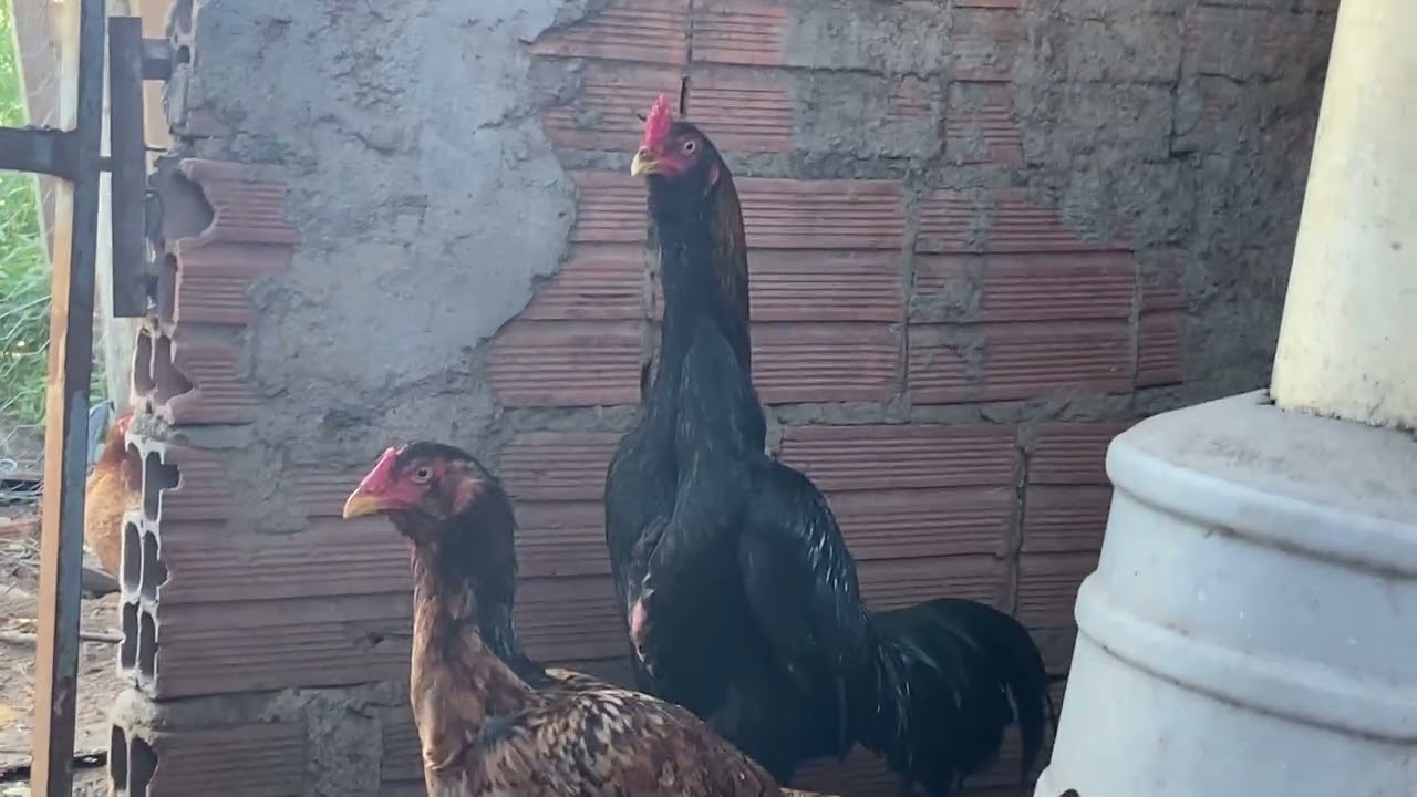 Falando sobre os combatentes ￼