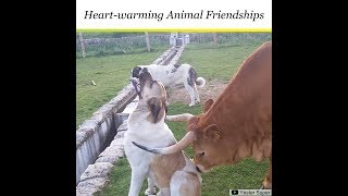 Odd Couples - Adorable Animal Friendships