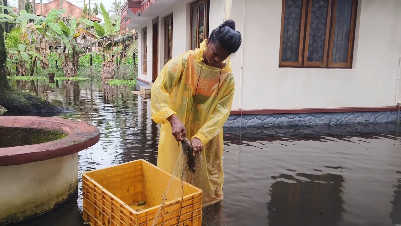 ദൈവമേ ഇത്രയും കാരിയോ വീട്ടുമുറ്റത്ത് ഇട്ട വലയിൽ കാരിചാകര🐠|floodfishing|traditionalfishinglife|nadan|