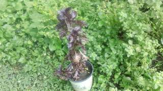 Why Are Some Leaves Blue