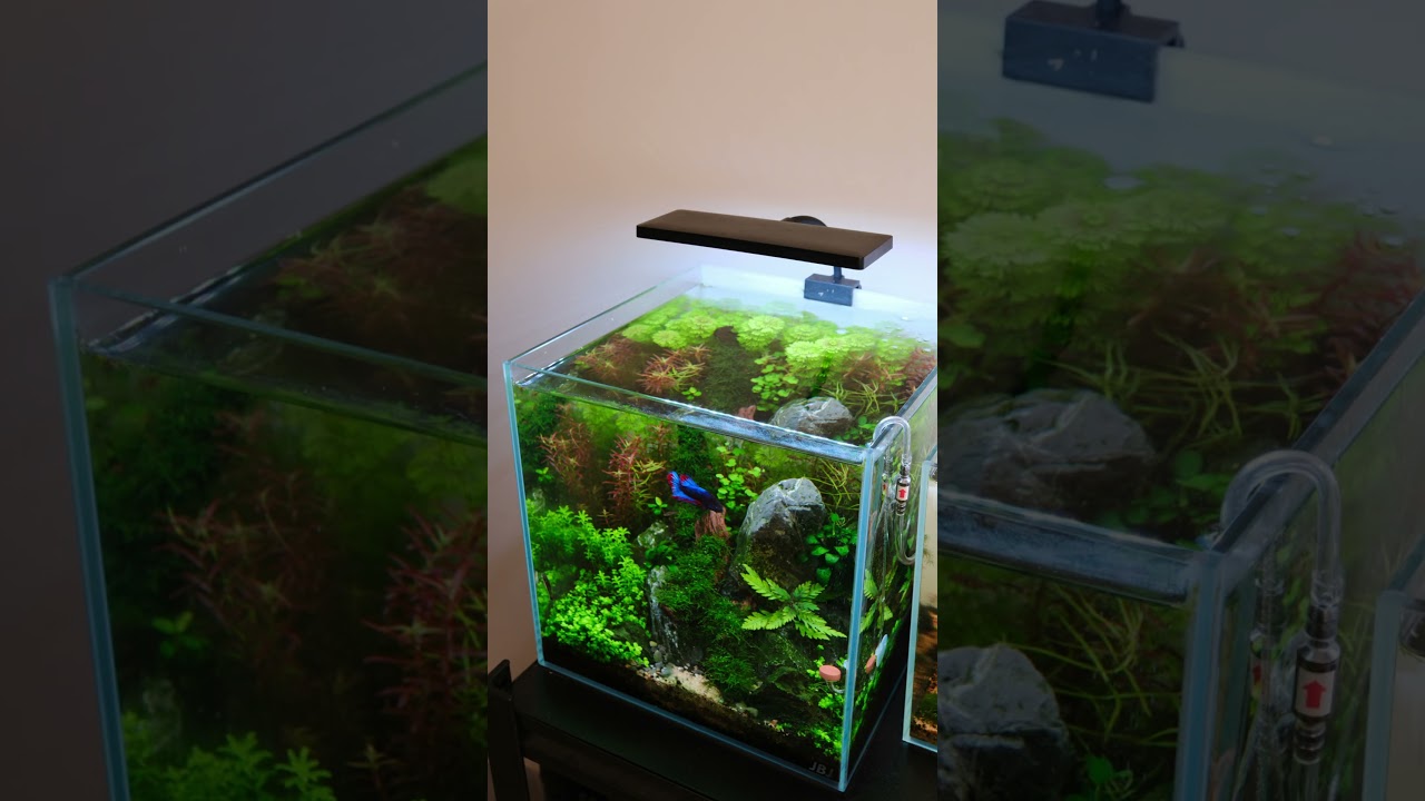 Same scape, different perspectives