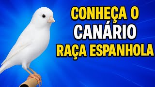 CANÁRIO RAÇA ESPANHOLA BRANCO 100% LIPOCRÔMICO - Criador: Christofer Valdair Kohler