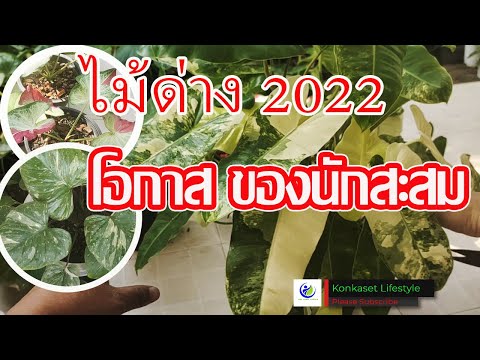 รีวิวไม้ด่างปี 2022 โอกาสดีสำหรับคนรักไม้ด่าง เก็บสะสมเต็มที่