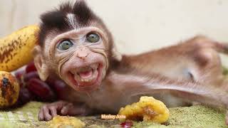 Poorest Skinny Baby Monkey Ting Ting Lying Down On Blanket