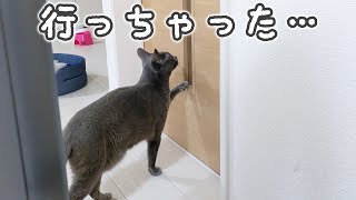 大好きな娘がお出かけしてしまって扉の前をウロウロする猫