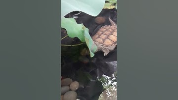 Cụ rùa cảnh đuôi cá sấu quá thoải mái tung tăng bơi lượn #videoshorts