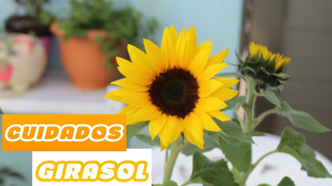 Cuidados del GIRASOL, asi quedo en el jardin - YouTube