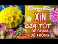 Xương rồng đẹp xịn, dễ trồng ,lô cây mới 19.10.2025#cayxuongrong #xuongrongbmt