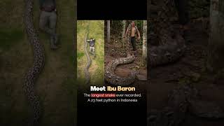 Indonesia’s Giant Python Shocked Experts 🤯