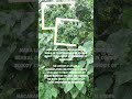 Benefits Of Mara Plant Or Macaranga Tanarius For Health Shorts
