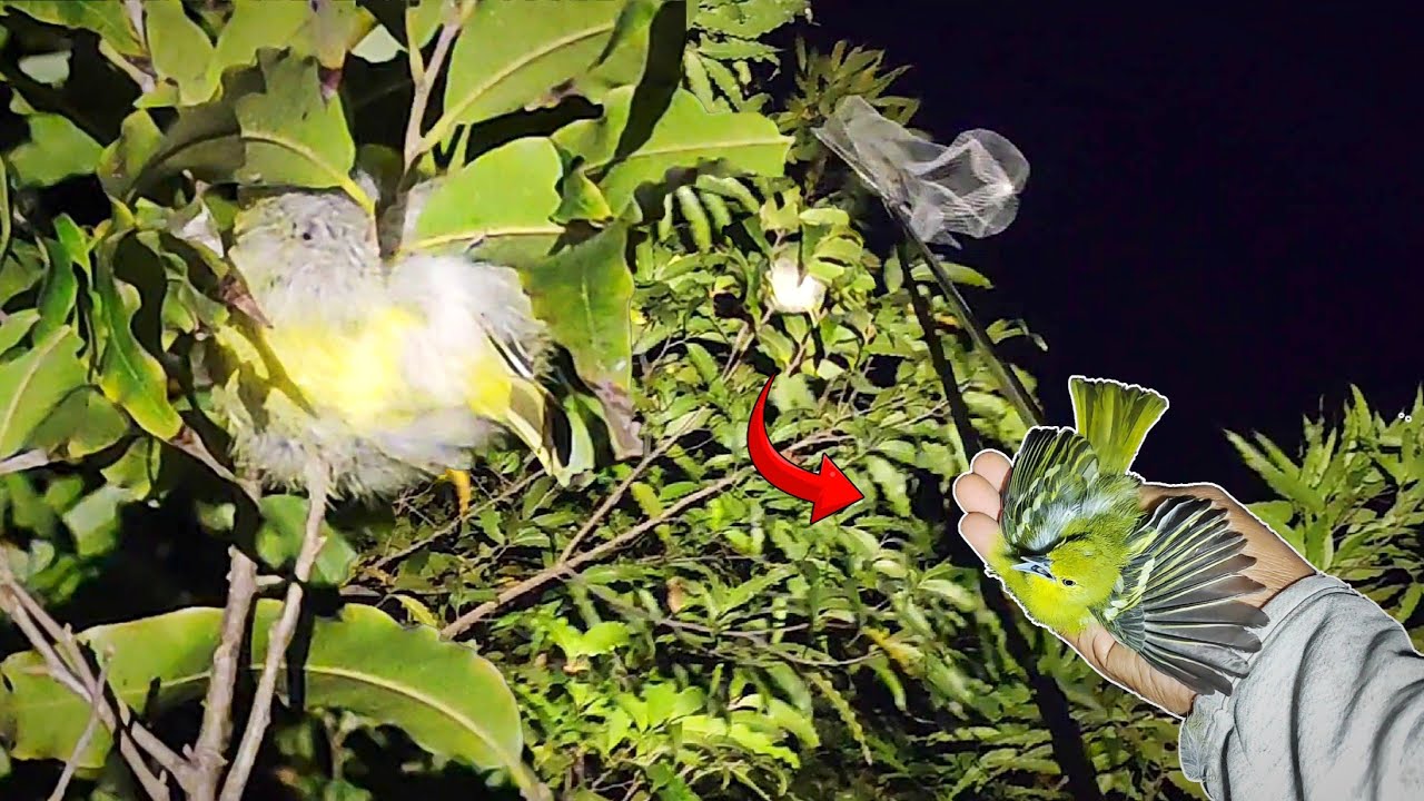 Paling Mudah Nangkap Burung Ini | Mencari Burung Tidur Di Malam Hari Eps 237