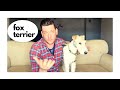 This Dog Means business (Fox Terrier Review) の動画、YouTube動画。