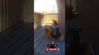 #cat #kedi #part 6 ❤️Videom❤️ #lion lion