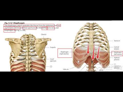 Diaphragm muscle 1