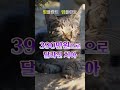 전체임플란트 빠르게 신청! 390만원으로 달라진 치아! #전체임플란트 #임플란트 #치과 #이빨 #치아건강 #임플란트치과 #치과추천 #고양이 #cat  #shorts