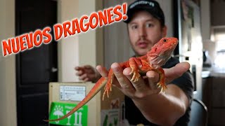 Unboxing - Nuevos Dragones Barbados!
