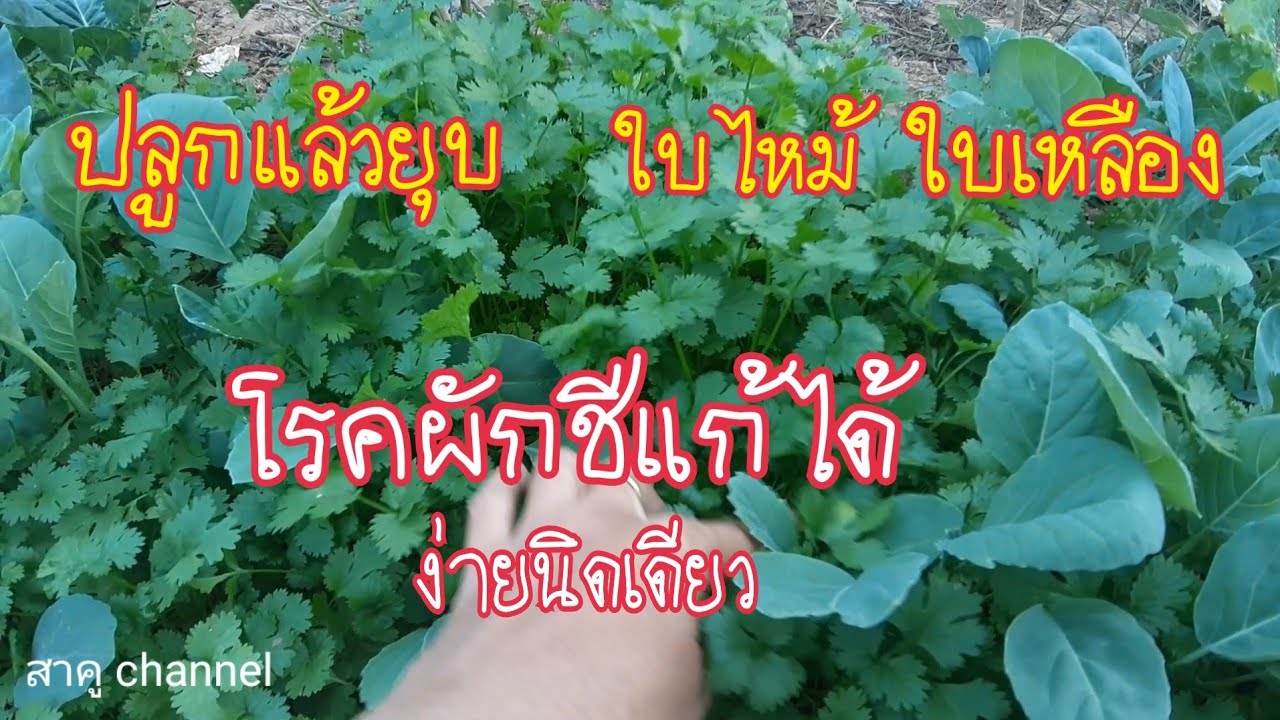 แก้ปัญหาโรคผักชี ง่ายนิดเดียว ต้นกล้าเน่ายุบ โรครากเน่า ใบไหม้ ใบจุด ใบเหลือง แก้ได้ สาคู channel