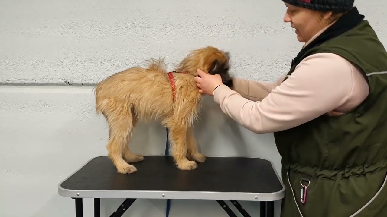 Juqu's first month in Finland