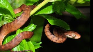 Celebrity Brown Tree Snake Net Worth